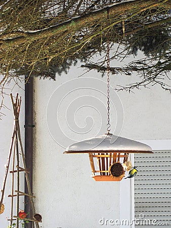 Bird feeder with eating blue tit Stock Photo