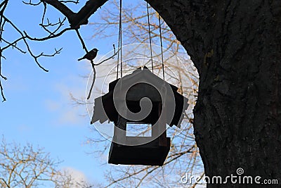 A bird feeder hanging on a tree using strings and a hungry bird great tit Parus major sits on a nearby branch. Stock Photo