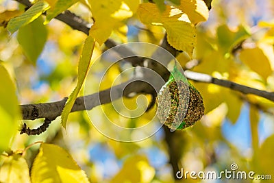 Bird feeder on tree Stock Photo