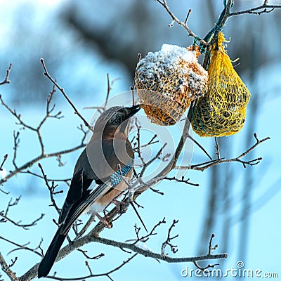 bird feeder with bird, winter bird feeding, cold weather help for wild birds Stock Photo