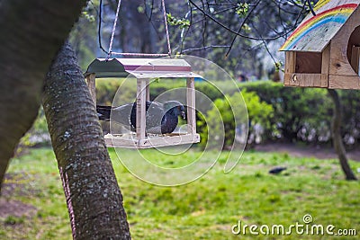 Bird feeders. Children made and hung bird feeders near the school. Bird feeders in early spring. Dove eat in the feeder Stock Photo