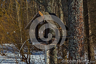 Bird feeders in the spring forest. Stock Photo