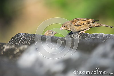 Bird feeding baby Stock Photo