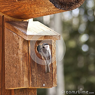 Bird feeding insects Stock Photo