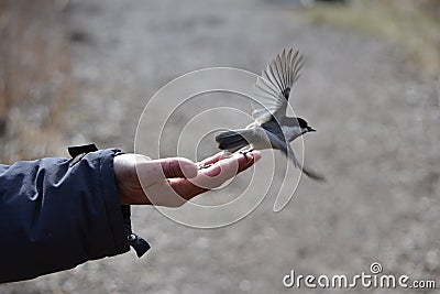 Bird Feeding From Palm Of Hand Then Flying Away Stock Photo