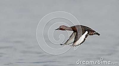 Bird, Ferruginous Duck Aythya nyroca Stock Photo