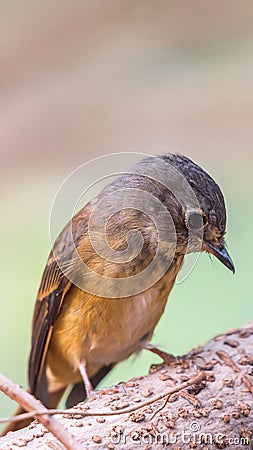 Bird (Ferruginous Flycatcher) in nature wild Stock Photo