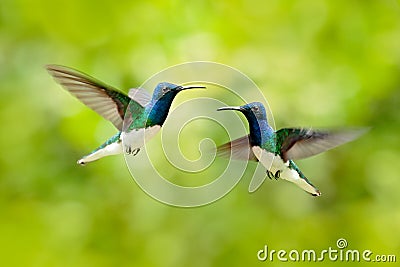 Bird fight, hummingbird. Flying blue and white hummingbird White-necked Jacobin, Florisuga mellivora, from Colombia, clear green Stock Photo