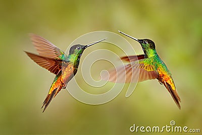 Bird fight. Hummingbird Golden-bellied Starfrontlet, Coeligena bonapartei, with long golden tail, beautiful action flight scene Stock Photo