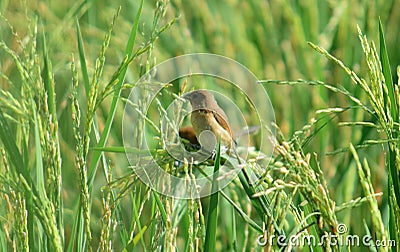 Bird finch - Little bird in the field Stock Photo