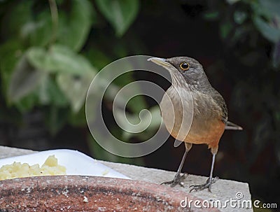 Bird first look Stock Photo