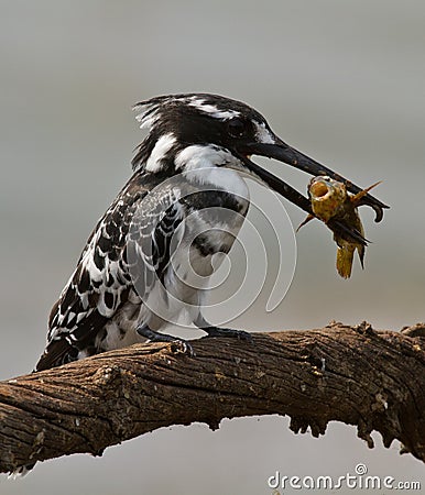 Bird with fish in beak Stock Photo