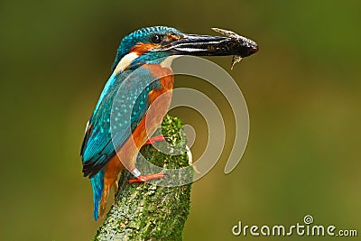 Bird with fish. Bird Common Kingfisher with fish in bill. Beautiful orange and blue bird sitting on the tree trunk. Bird with fish Stock Photo