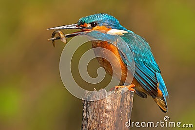 Bird with fish. Bird Common Kingfisher with fish in bill. Beautiful orange and blue bird sitting on the tree trunk. Bird with fish Stock Photo