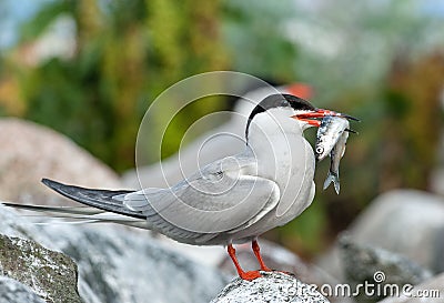 The Common Tern Sterna hirundo. Stock Photo