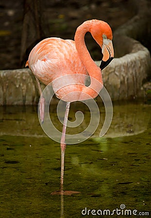 Bird flamingo Stock Photo