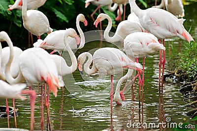 Bird Flamingo multiple combinations Stock Photo