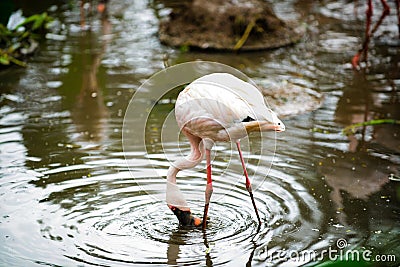 Bird Flamingo multiple combinations Stock Photo