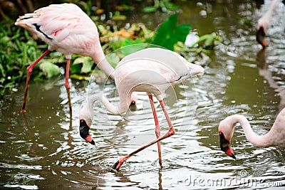 Bird Flamingo multiple combinations Stock Photo