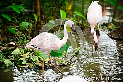 Bird Flamingo multiple combinations Stock Photo