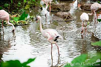 Bird Flamingo multiple combinations Stock Photo