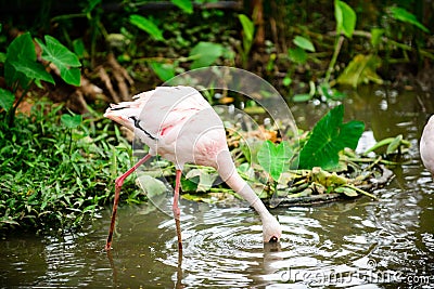 Bird Flamingo multiple combinations Stock Photo