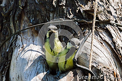 bird fledgeling hollow nature environment pollution Stock Photo
