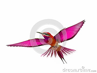 Bird in flight isolated on white background Stock Photo