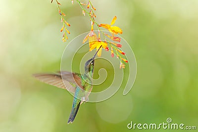 Bird with flower. Talamanca hummingbird, Eugenes spectabilis, in nature, Ecuador Stock Photo