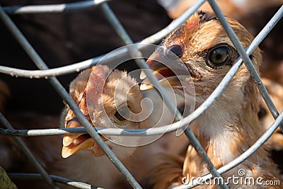 Bird Flu Stock Photo