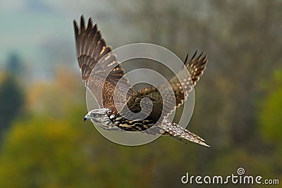 Bird in fly. Flying falcon with forest in the background. Lanner Falcon, bird of prey, animal in the nature habitat, Germany. Bird Stock Photo