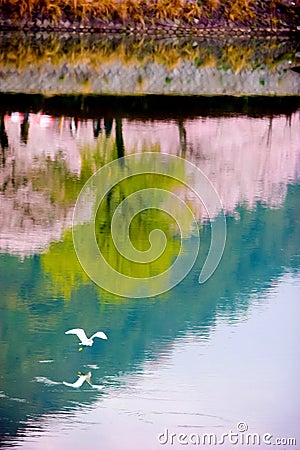 A bird flying above Nishiki river Stock Photo