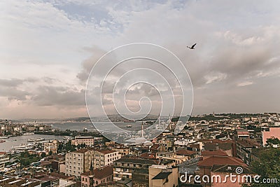 bird flying above roofs Stock Photo