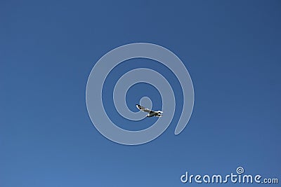 A bird flying alone in the blue winter sky of Aswan Stock Photo