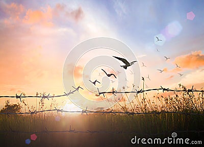 Bird flying and barbed wire over autumn sunset Stock Photo