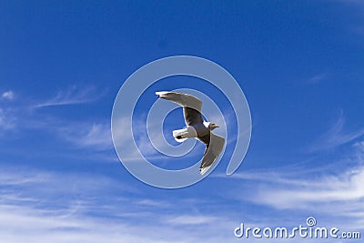 Bird flying in a sunny day Stock Photo