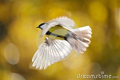 Bird flying on colorful background. The great tit Stock Photo