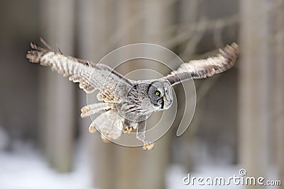 Bird flying. Great Grey Owl, Strix nebulosa, flight in the forest, blurred trees in background. Wildlife animal scene from nature. Stock Photo