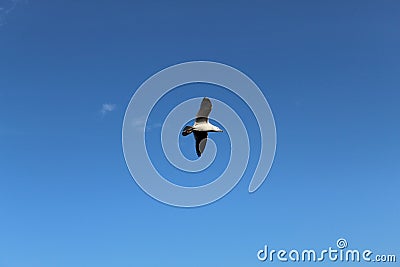 Bird flying high in clear blue sky Stock Photo