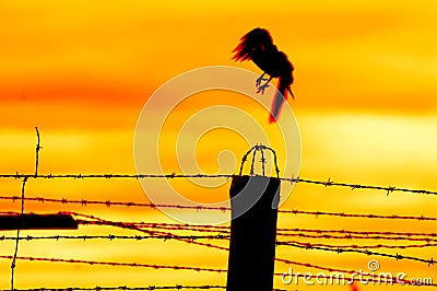 Bird flying off from prison fence Stock Photo