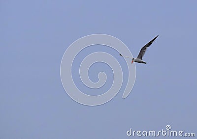 Bird flying Stock Photo