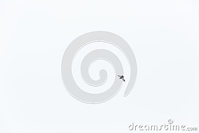 A bird flying over the clear white sky with it's wings spread wide. Pigeon isolated Stock Photo