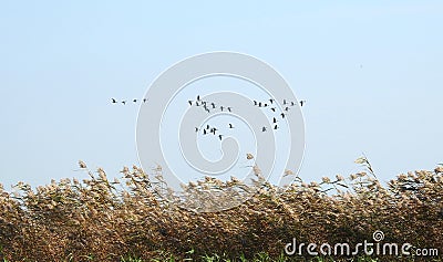 Bird flying over reed plants, Lithuania Stock Photo