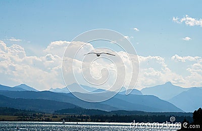 a bird flying over the water near a large mountain range Stock Photo