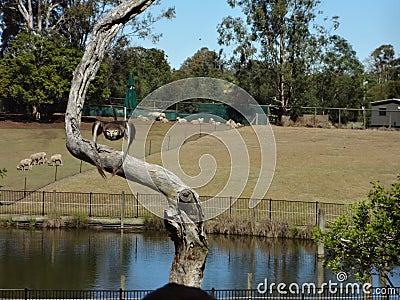 Bird focusing the target Stock Photo