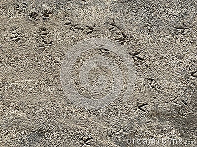 Bird footprint on the dried concrete floor Stock Photo