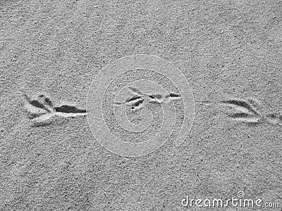 Bird footprint on the sand Stock Photo