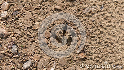 Bird footprint in the sand, bird tracks in the sand Stock Photo