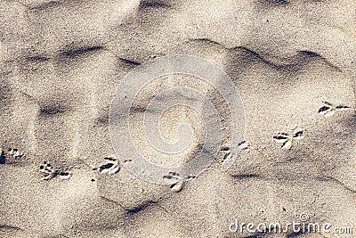 Bird footprint on the sand Stock Photo