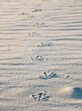 Bird footprints in sand Stock Photo